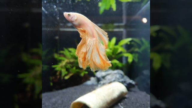 #fish#fisch#Fisch#Fische#рыба#рыбалка#Аквариум#аквариумные рыбки#рыбак#рыбалка#poisson#pez#fishtok