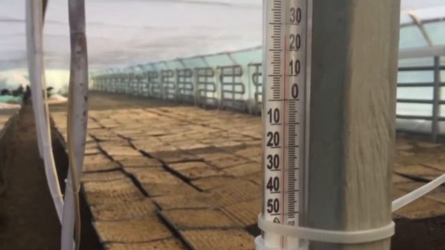 Полив капусты брокколи смотреть онлайн