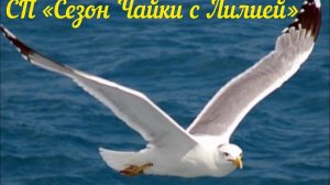 СП "Сезон Чайки с Лилией". Джемпер Чайка спицами из полухлопковой пряжи Начало вязания 1ч