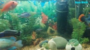 Аквариум jebo 150 литров. Бирюзовая акара Наннакара Парчёвые сомы Цихлиды Псефдотрофеусв.