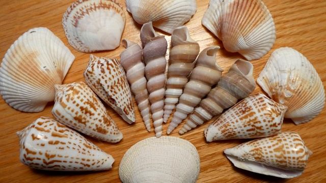 Можно или нельзя держать ракушки дома смотреть онлайн