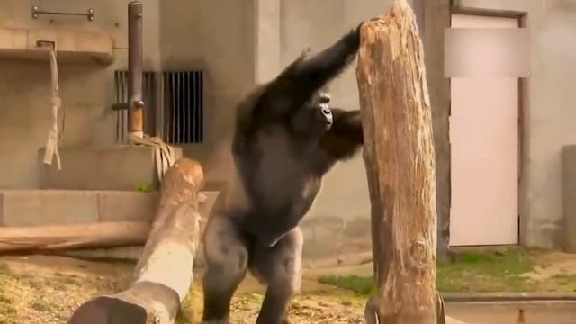 Огромный самец гориллы нашел в лесу крохотного зверька и подружился с ним смотреть онлайн