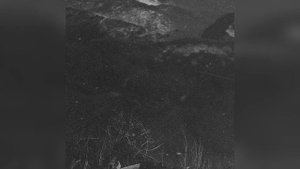 PHARAOH UNPLUGGED 2 LOVE KILLS