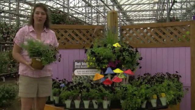 Black Petunias.m4v смотреть онлайн