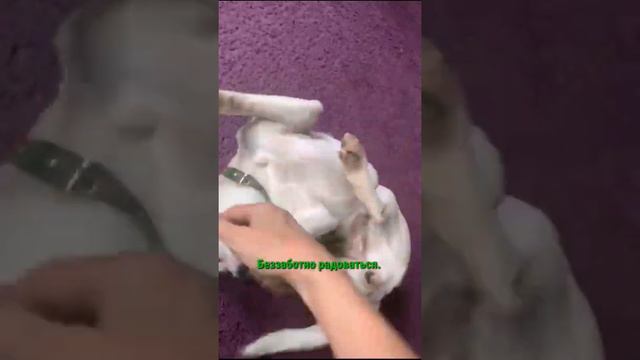 Фани дома! смотреть онлайн