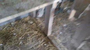 Голуби Драконы моей дочери и другая почта.(рассказывает заводчик)
