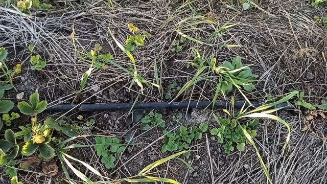 Почему не подходит капельный полив с большим количеством железа в воде из скважины.