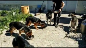 Обучение на кинолога-дрессировщика.