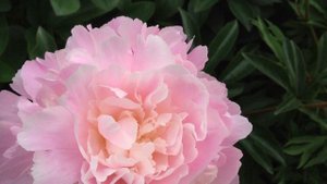 Peony Junior Miss - www.peonyshop.com