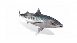 Филетировочную линию скумбрии CHAHTC-1/CHAFMB-1 (Пр-во Ю.Корея), (ООО "Владфризинг")