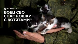 Боец вывез кошку с котятами из зоны СВО