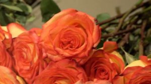 Розы из Эквадора. Какую выберешь ты?