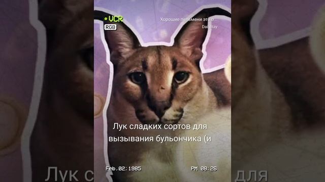 пельмени шлёпы взгляд