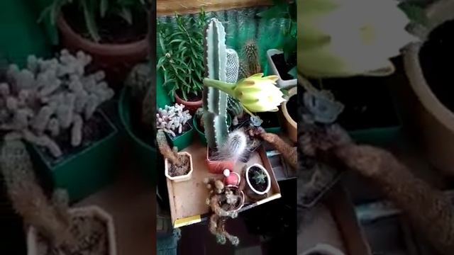 Зацветает кактус Цереус смотреть онлайн