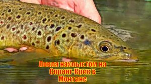 Ловля нахлыстом на Спринг-Крик в Монтане