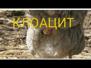 Из клоаки течет вода и белая жидкость, кровь что делать//Клоацит у кур, перепелов, уток.