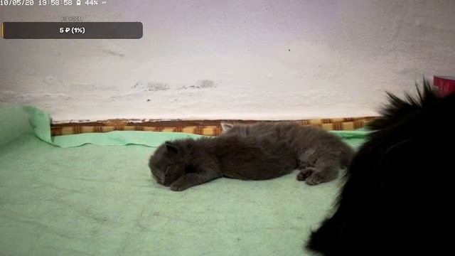 чёрная кошка и игривые котята