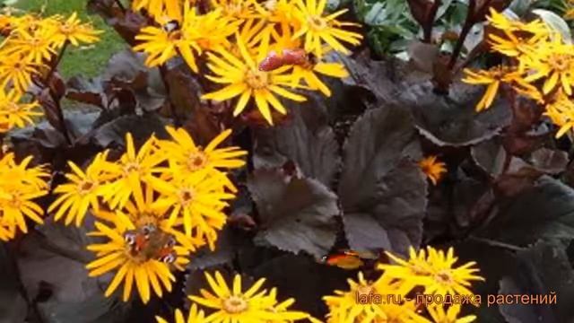 Бузульник зубчатый Дак Бьюти (dak-byuti) ? обзор: как сажать, саженцы бузульника Дак Бьюти