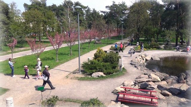 АЛЛЕЯ САКУР КИЕВ / CHERRY TREE ALLEY KIEV смотреть онлайн