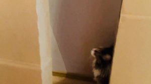 Кошка Мейн-кун ревнует к зеркалу