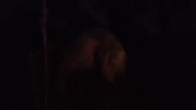 СТРИМ у костра с палаткой. Ночуем в лесу, обсуждаем птичек и не только. смотреть онлайн