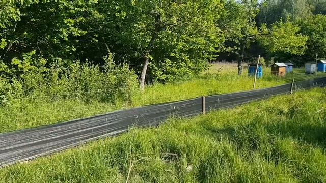 ГУСИ РИМ СПАСЛИ , А ХРЮШИ СПАСАЮТ КРОЛИКОВ. смотреть онлайн