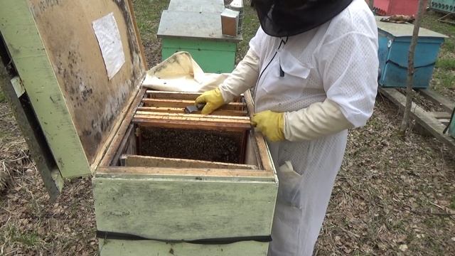 Пчёлы узбечки условно среднерусская 2 работа по формированию гнезда на рамку Лазутина 460мм. смотреть онлайн