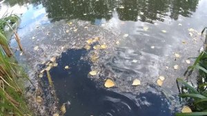 Первая рыбалка с Gamakatsu Luxxe Yoihime S73L-F