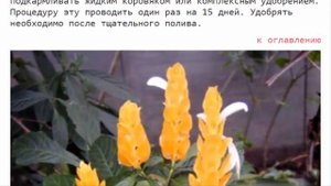 Пахистахис:  уход в домашних условиях, пересадка, размножение.