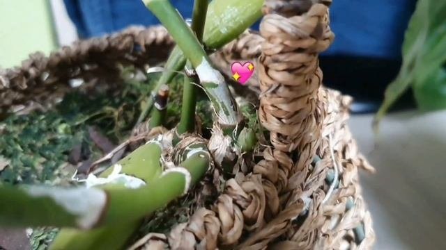 Цветение Шизисов (Chysis) описания и уход.