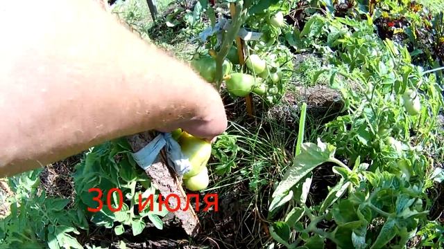 малина ! томаты! томаты можно высаживать и в середине июня ! смотреть онлайн