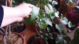 Обрезка и прищипка фуксий весной.