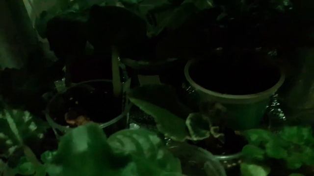 Отражатель для света. Фитолампа для фиалок.