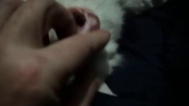 Как у кота найти точку G смотреть онлайн