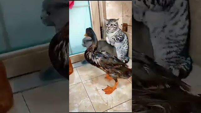 Коты и утки, кто круче#смешныеживотные#юмор#Funnyanimals#Humor#котики# смотреть онлайн