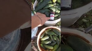 Теппеки. Не совершайте моих ошибок.