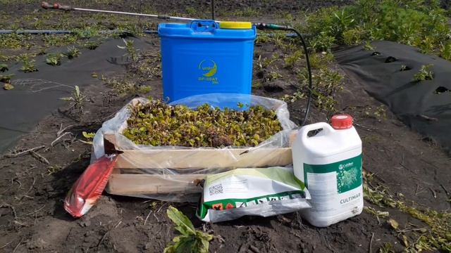 Получение урожая клубники НСД в первый год. Посадка. Часть 1. смотреть онлайн