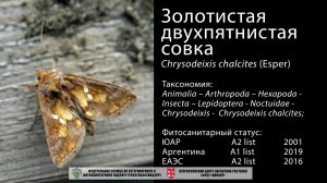 Золотистая двухпятнистая совка (Chrysodeixis chalcites (Esper)