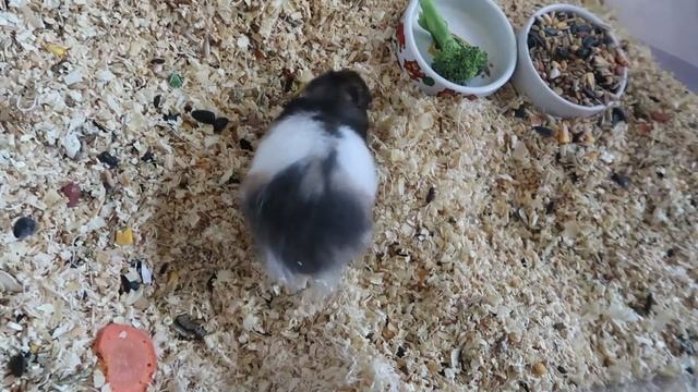 Кормлю ВСЕХ своих животных смотреть онлайн