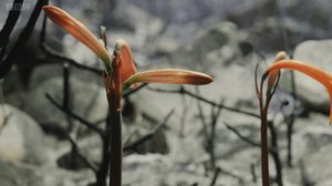 Восставшая из пепла. Огненная лилия.