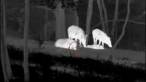 Охота на кабана с  тепловизором pulsar trail 2 xq50 lrf