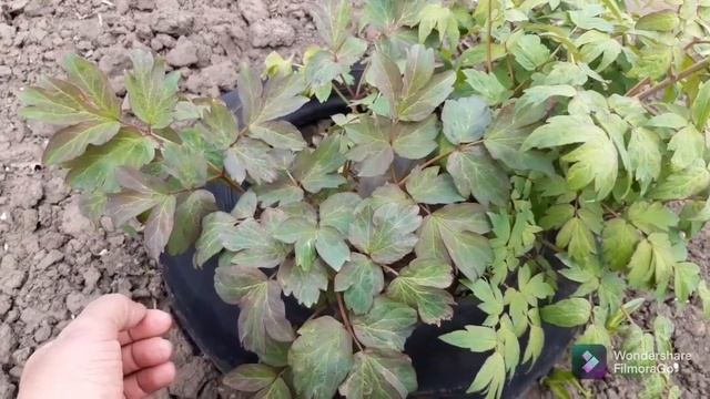 БЕЛЫЕ ДРЕВОВИДНЫЕ ПИОНЫ ИЗ СЕМЯН 2021 год. #100 смотреть онлайн