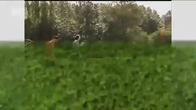 Австралийская овчарка в программе "Dogs 101 (Animal Planet)" смотреть онлайн