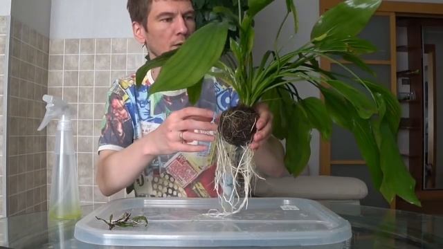 Вабикуса эхинодорус через месяц смотреть онлайн