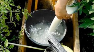 Лучшая Подкормка Огурцов для Увеличения Урожая Подкормка Огурцов в Открытом Грунте