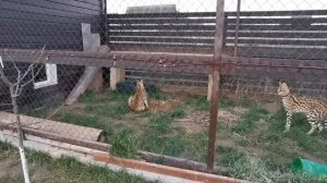 Брачные игры СЕРВАЛА (звуки вас повергнут в ШОК!!!)