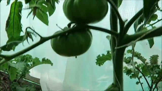 Огород - сбор смородины, чеснока, лаванды / Garden 2017 17 смотреть онлайн