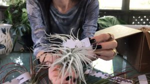 Tillandsia Market RARE Air Plant Haul 🇨🇦 Unboxing and Review 🌿 Canadian Etsy Shop Toronto Ontario