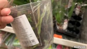 ОРХИДЕИ в ОБИ-Лахта, СПБ. 18.11.22. Был небольшой привоз. Есть уценка.