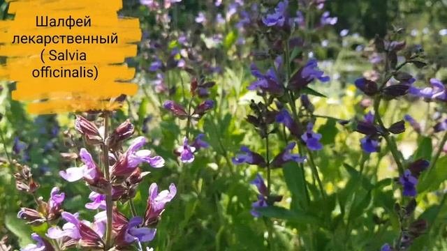 Быстрорастущие многолетние цветы - объем и цветение в первый сезон!